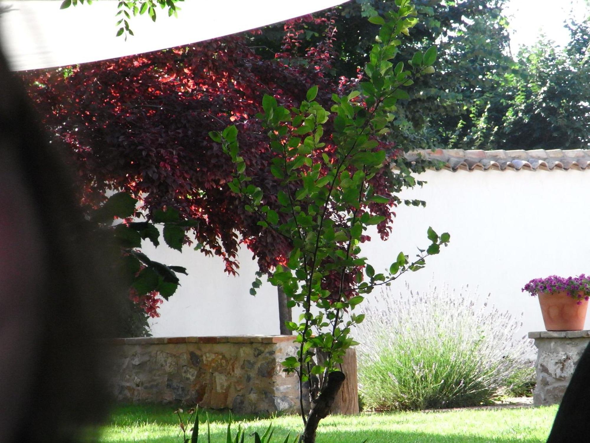 Casa Rural La Alameda Madridejos Εξωτερικό φωτογραφία